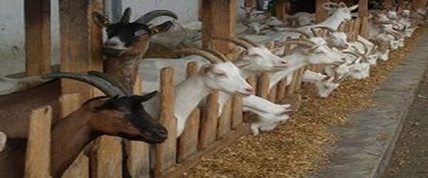 تصویر 5 از خرید و قیمت مکمل دامی گوسفندی + فروش عمده